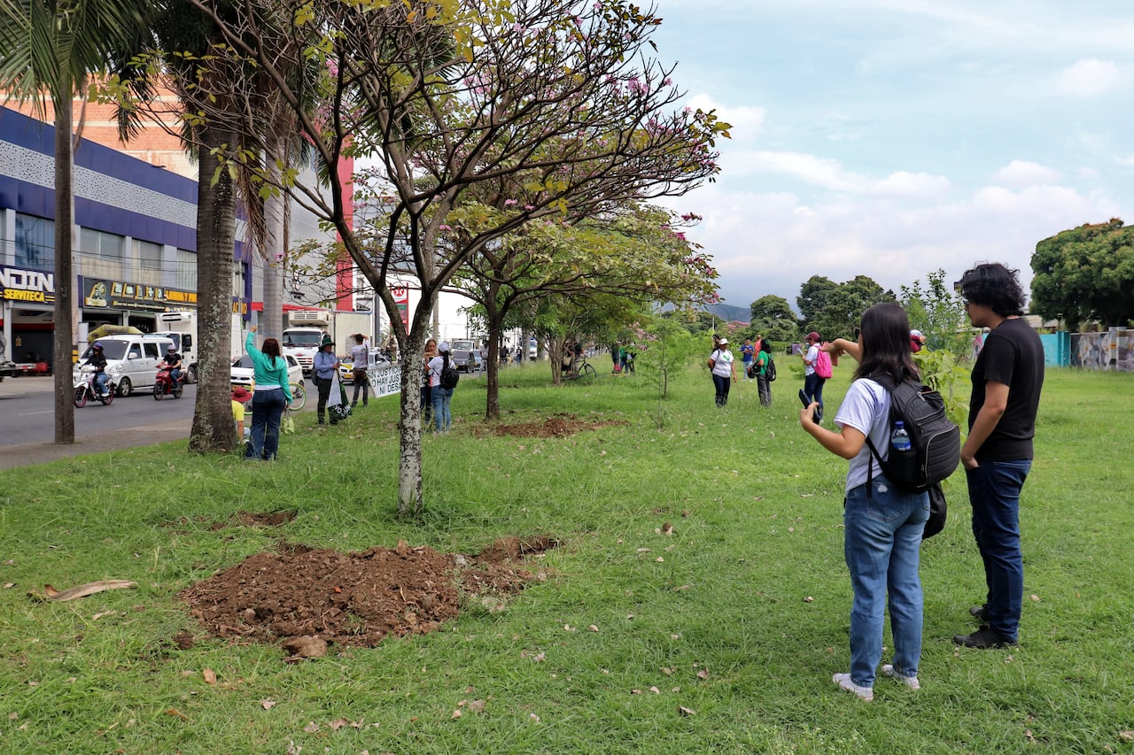 Vecinos y líderes ambientalistas de la comuna 3 se oponen al traslado de 71 árboles del corredor vial de la calle 25 entre cra 5 y 3 para instalar tarimas de la feria de Cali.