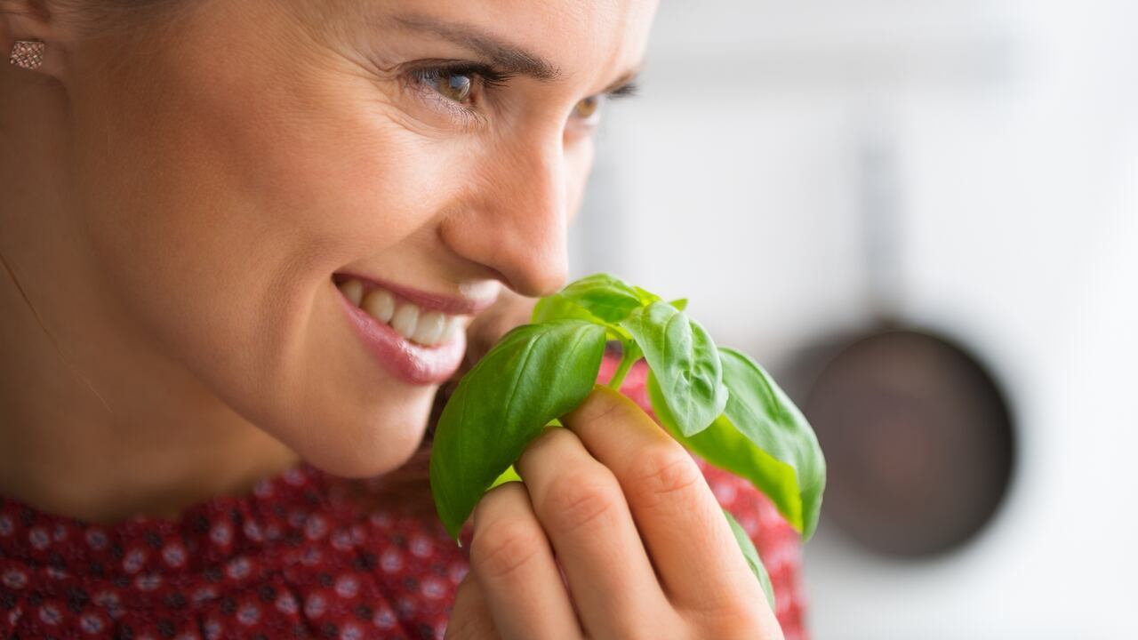 Descubra la planta medicinal que promueve la depuración del organismo y combate la retención de líquidos.