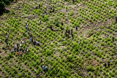 Cultivos de coca