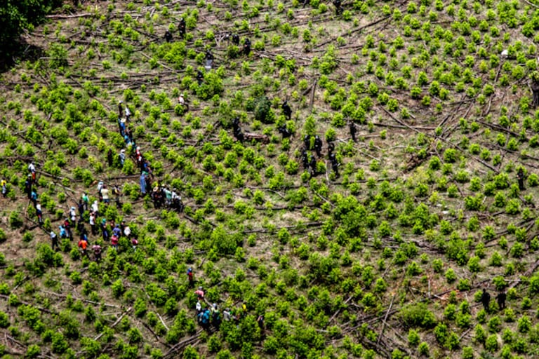 Cultivos de coca