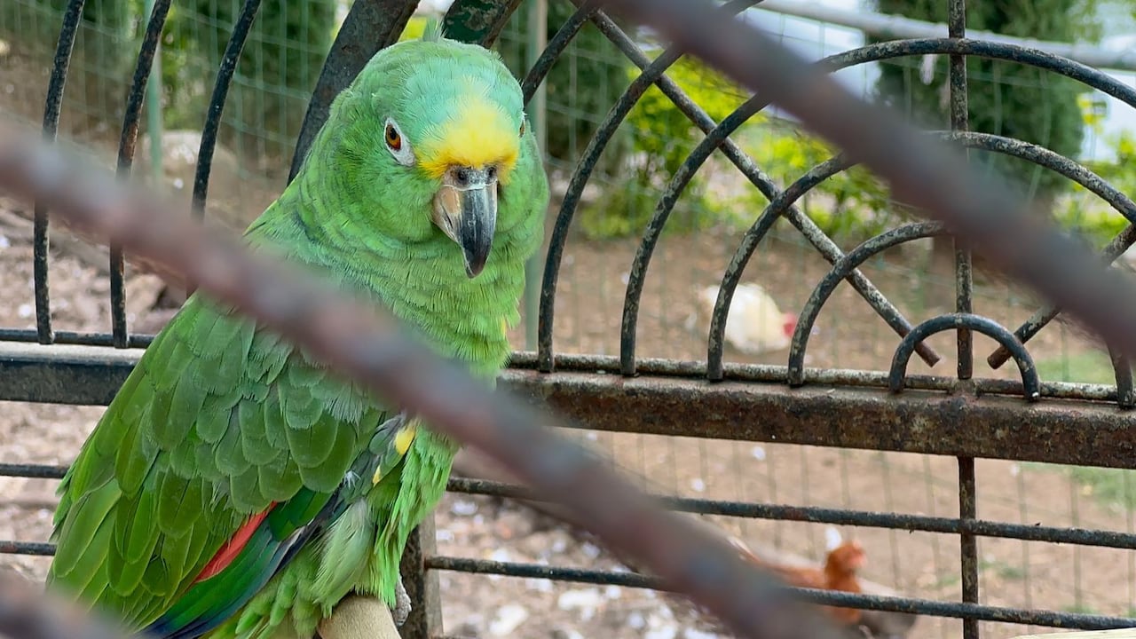 Policía Nacional rescata nueve ejemplares de especies protegidas en zona rural de Calima
