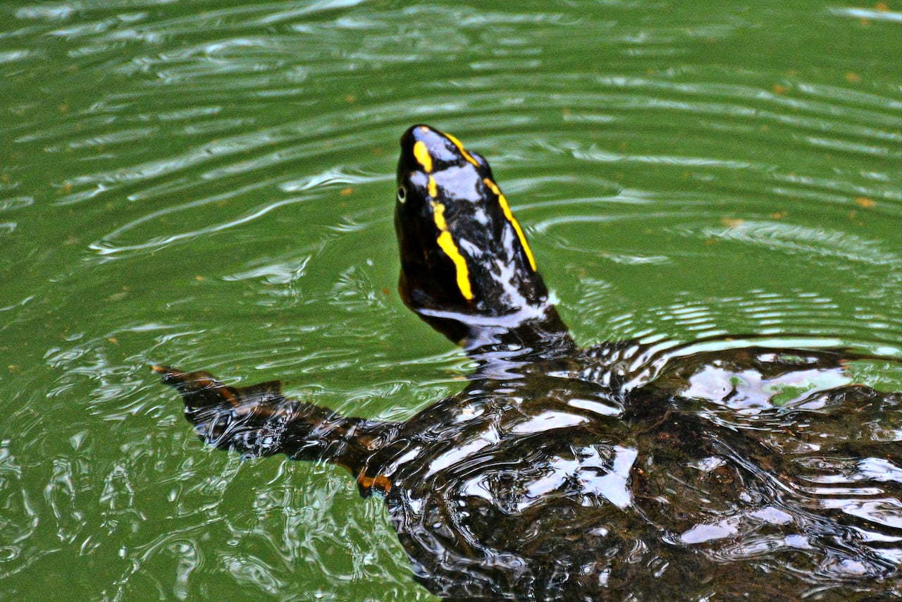 La Corporación Autónoma Regional del Valle del Cauca (CVC) realiza periódicamente liberaciones de fauna silvestre rescatada del tráfico ilegal y entregas voluntarias en el Pacífico colombiano, devolviendo especies como tortugas, caimanes y boasa su hábitat natural tras procesos de rehabilitación, reforzando su mensaje de que los animales silvestres no son mascotas y promoviendo la denuncia de tráfico ilegal.