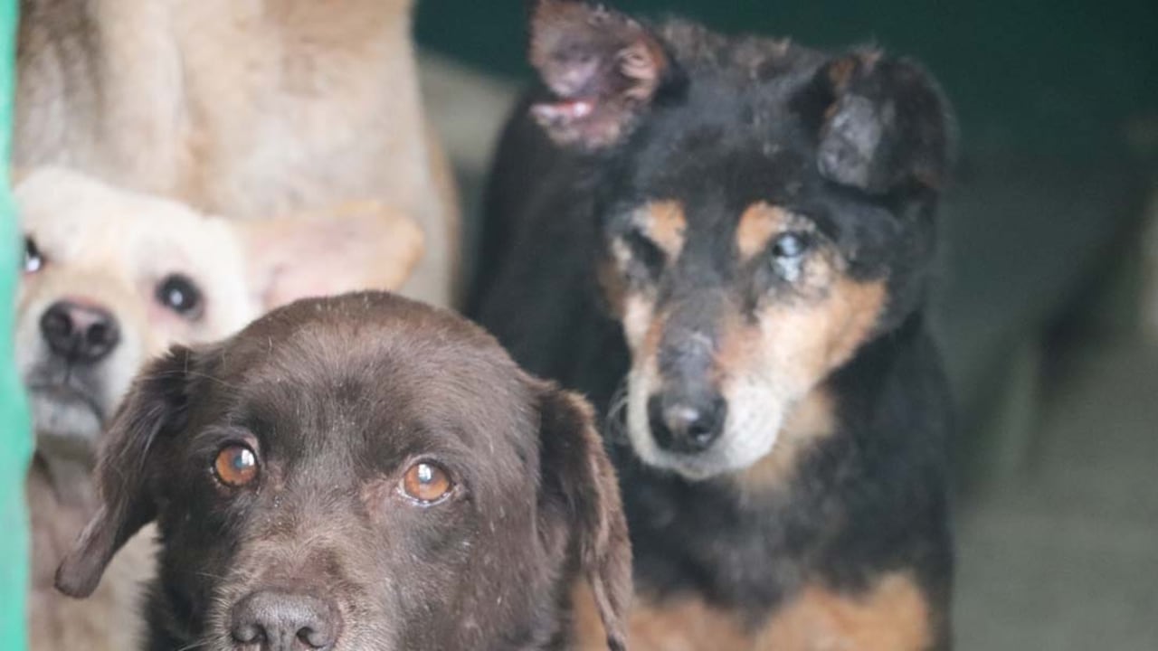 Varios de estos animales ingresaron siendo cachorros y crecieron viendo partir a otros mientras ellos se quedaban atrás.