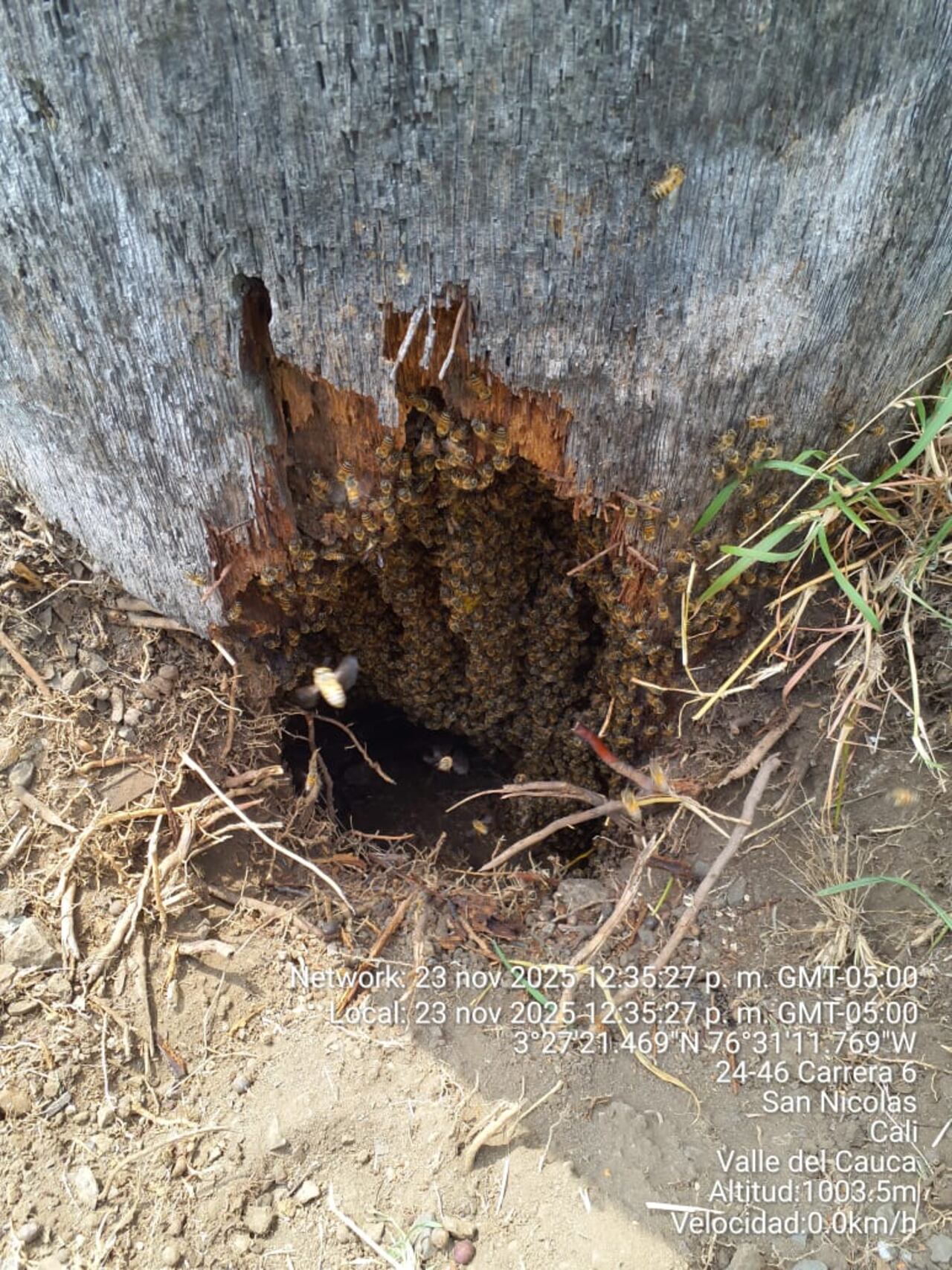 Más temprano, las autoridades atendieron la presencia de un panal de abejas.