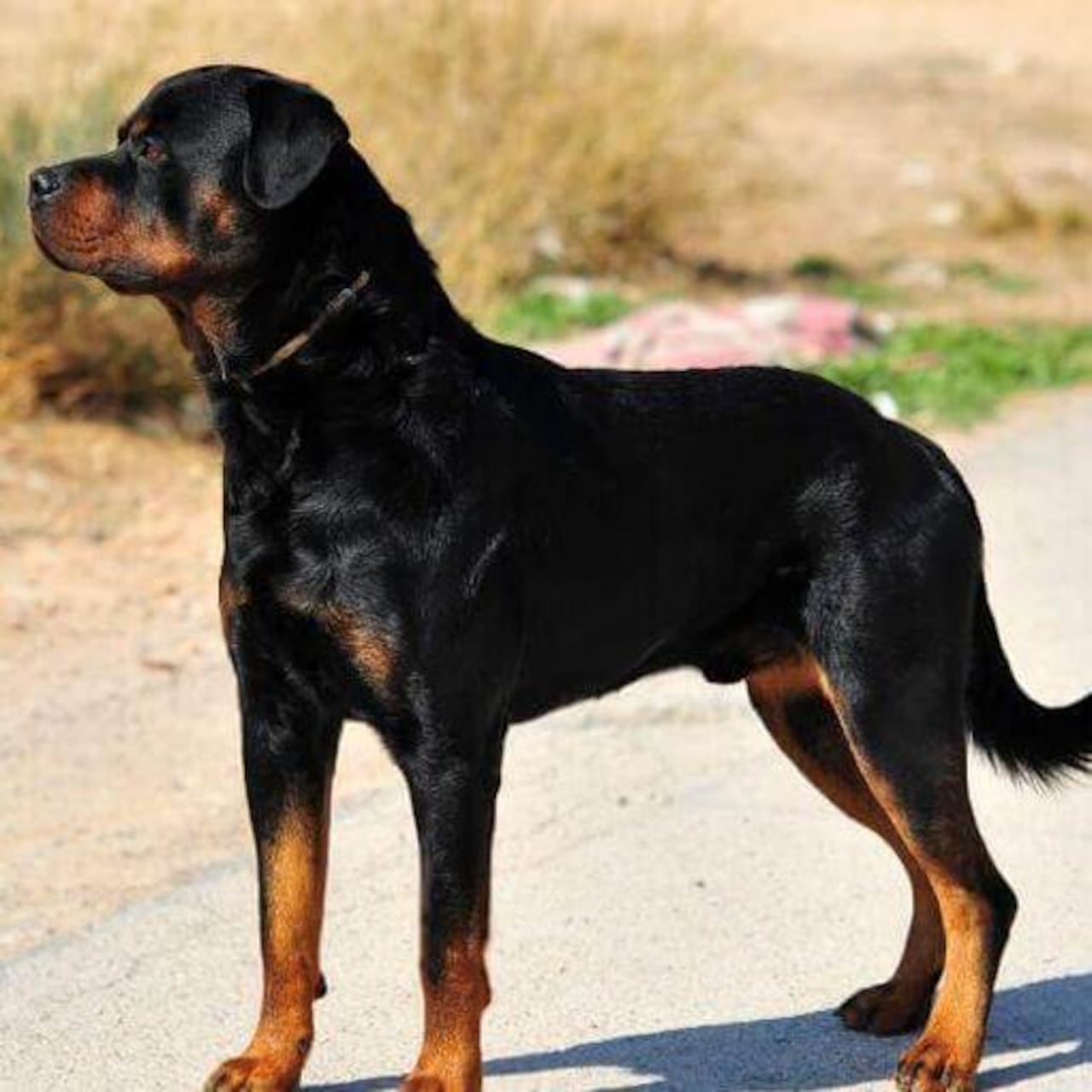 Para completar el grupo de los diez más destacados, el Rottweiler.