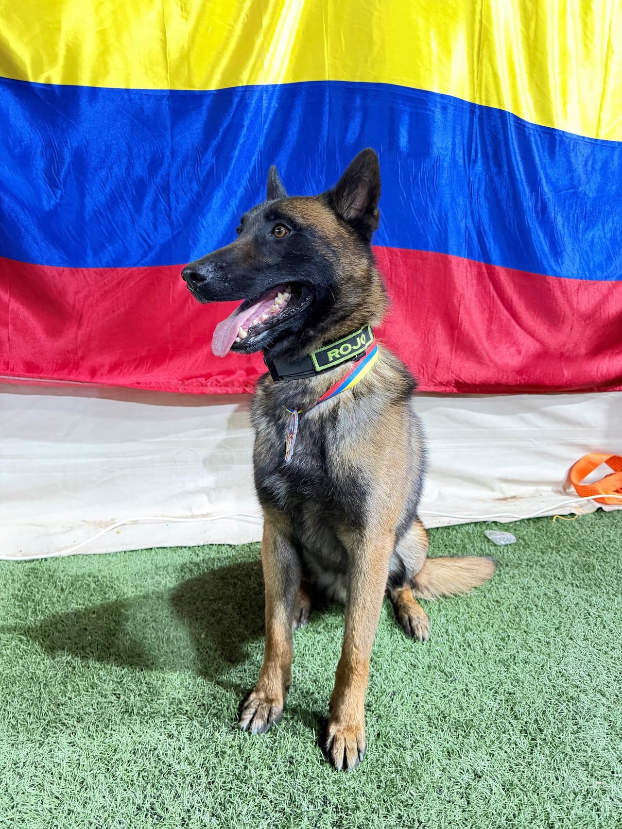 Perros rescatistas fueron condecorados: Candy, Rojo, Tamy y Dastan recibieron medalla al Mérito del Servicio tras las operaciones de búsqueda y rescate tras el terremoto en Venezuela.