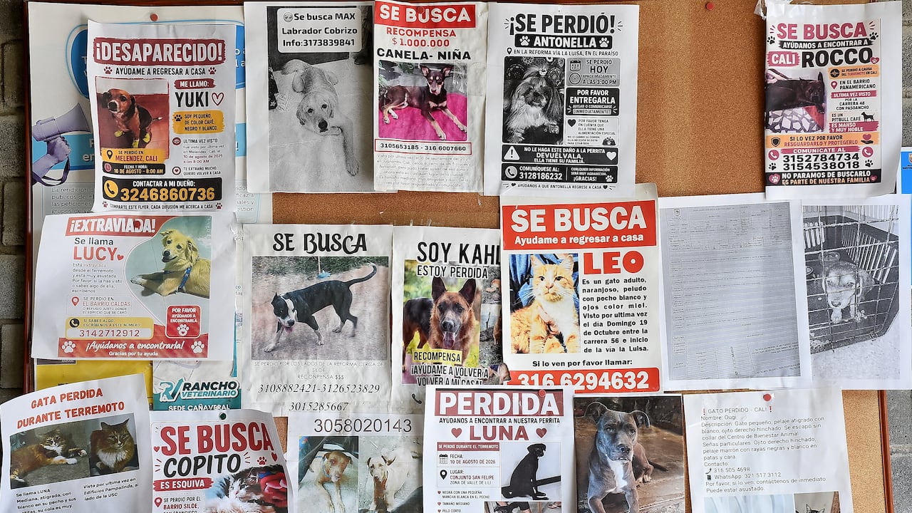 Mascotas Afectadas por Terremoto Centro de Bienestar Animal