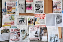 Mascotas Afectadas por Terremoto Centro de Bienestar Animal