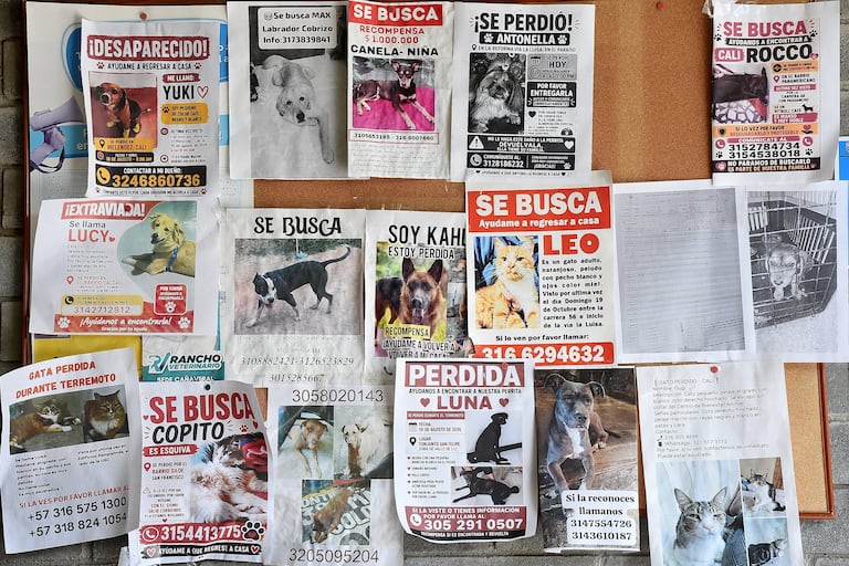 Mascotas Afectadas por Terremoto Centro de Bienestar Animal