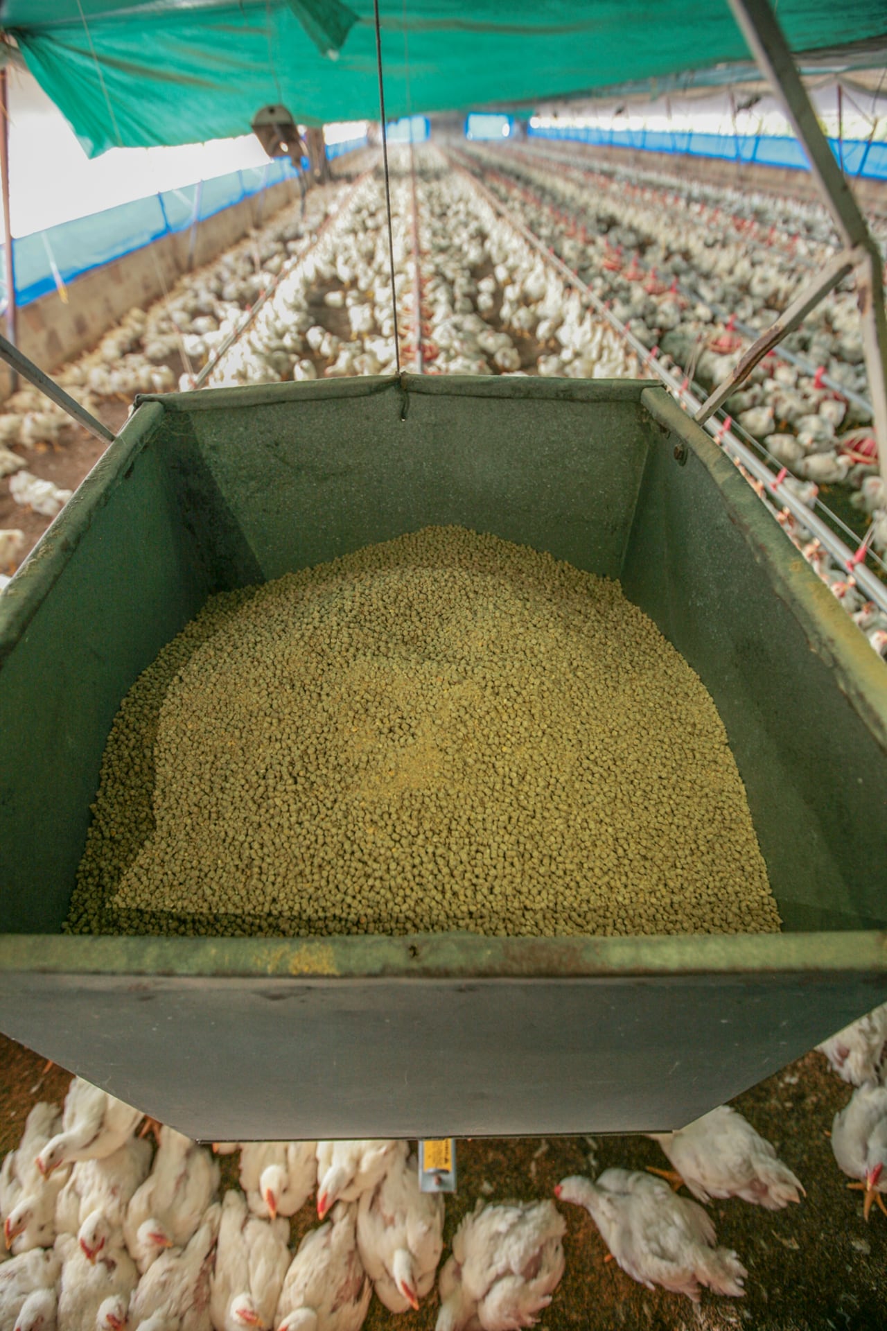 Producción creció más de 9 % en 2025.