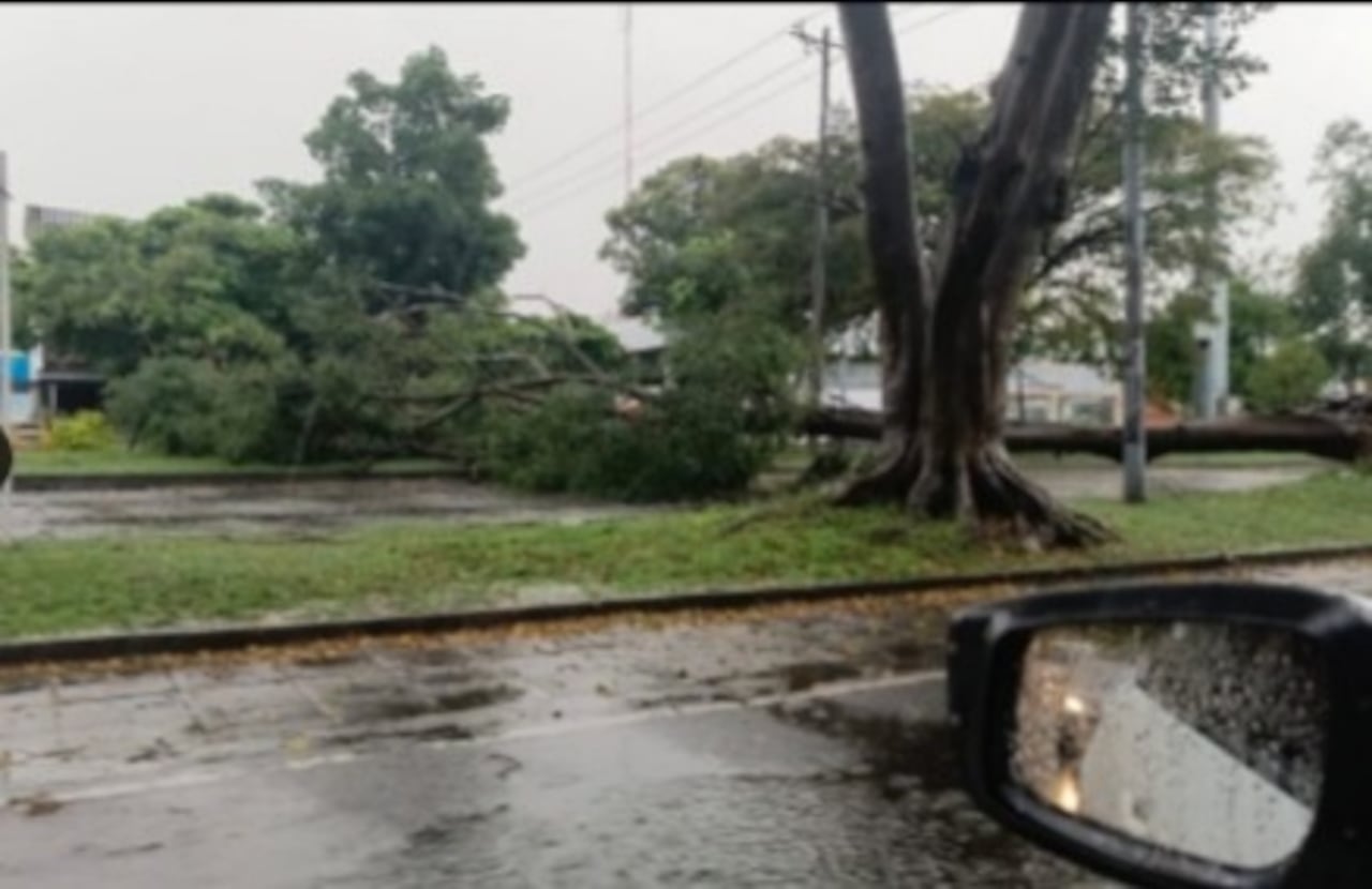 Catorce árboles caídos reportaron los organismos de socorro tras el torrencial aguacero que se registró la tarde de este sábado en el norte de Cali.