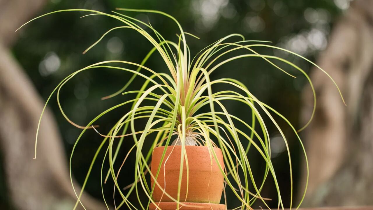 Pata de elefante para atraer la prosperidad a la casa