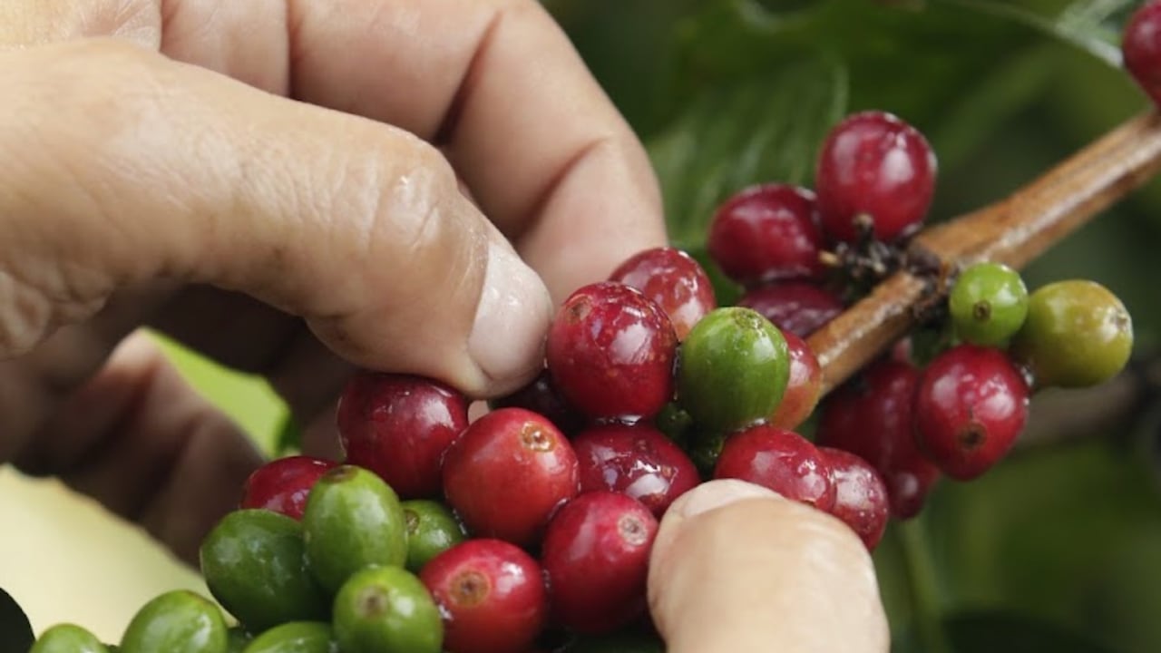Este 1 de octubre de celebra el Día Internacional del Café. En Colombia, 500 mil familias viven de este producto.
