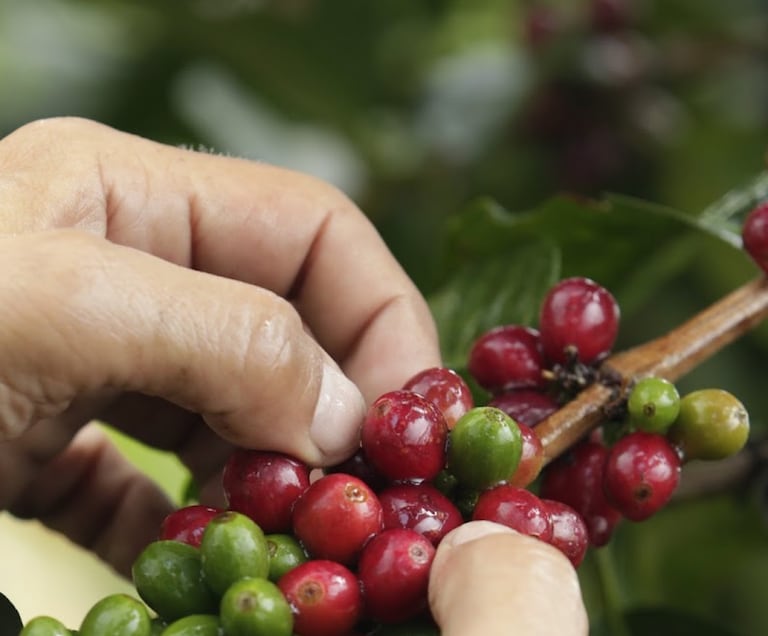 Este 1 de octubre de celebra el Día Internacional del Café. En Colombia, 500 mil familias viven de este producto.