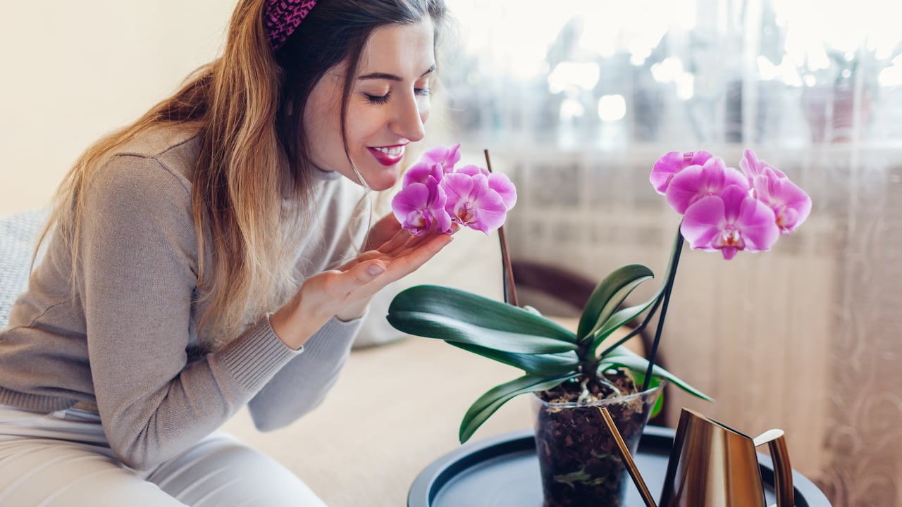 Aprenda cómo cuidar las orquídeas en el hogar con estos 5 consejos infalibles.