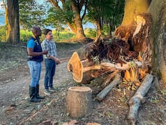 Caída de árboles, inundaciones, daños en techos y cortes de energía fueron algunas de las emergencias atendidas por los organismos de respuesta.