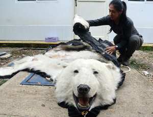 Cali: Continúan los estudios genéticos en la piel de oso polar decomisada en el oeste de Cali, Los encargados de determinar la autenticidad y sus características son personal especializado del Dagma. foto José L Guzmán. El País