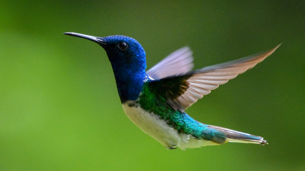 Cali vive la semana de las aves con el Birdfair Colombia Birdfair 2025.