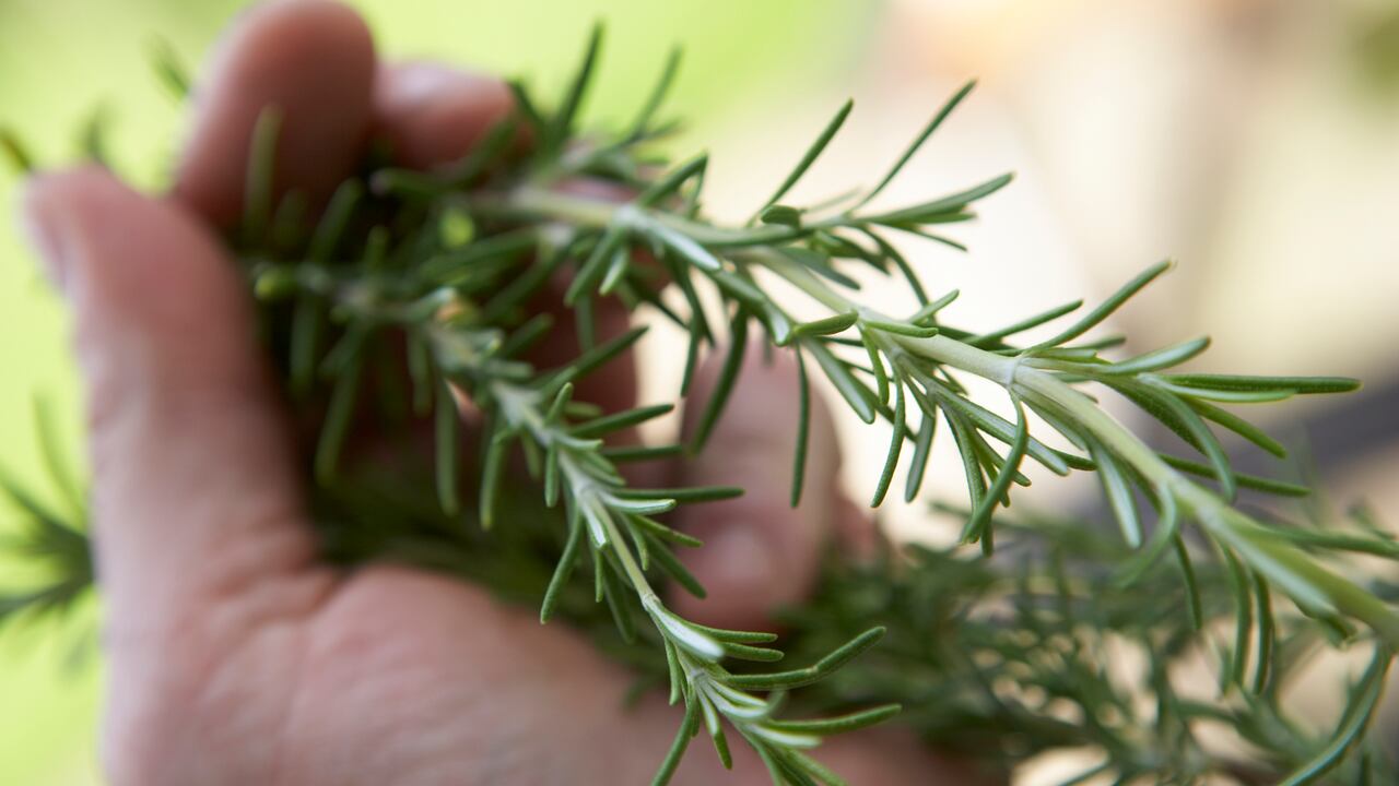 Explore el arte del encantamiento navideño con el romero, una hierba venerada por sus propiedades purificadoras.