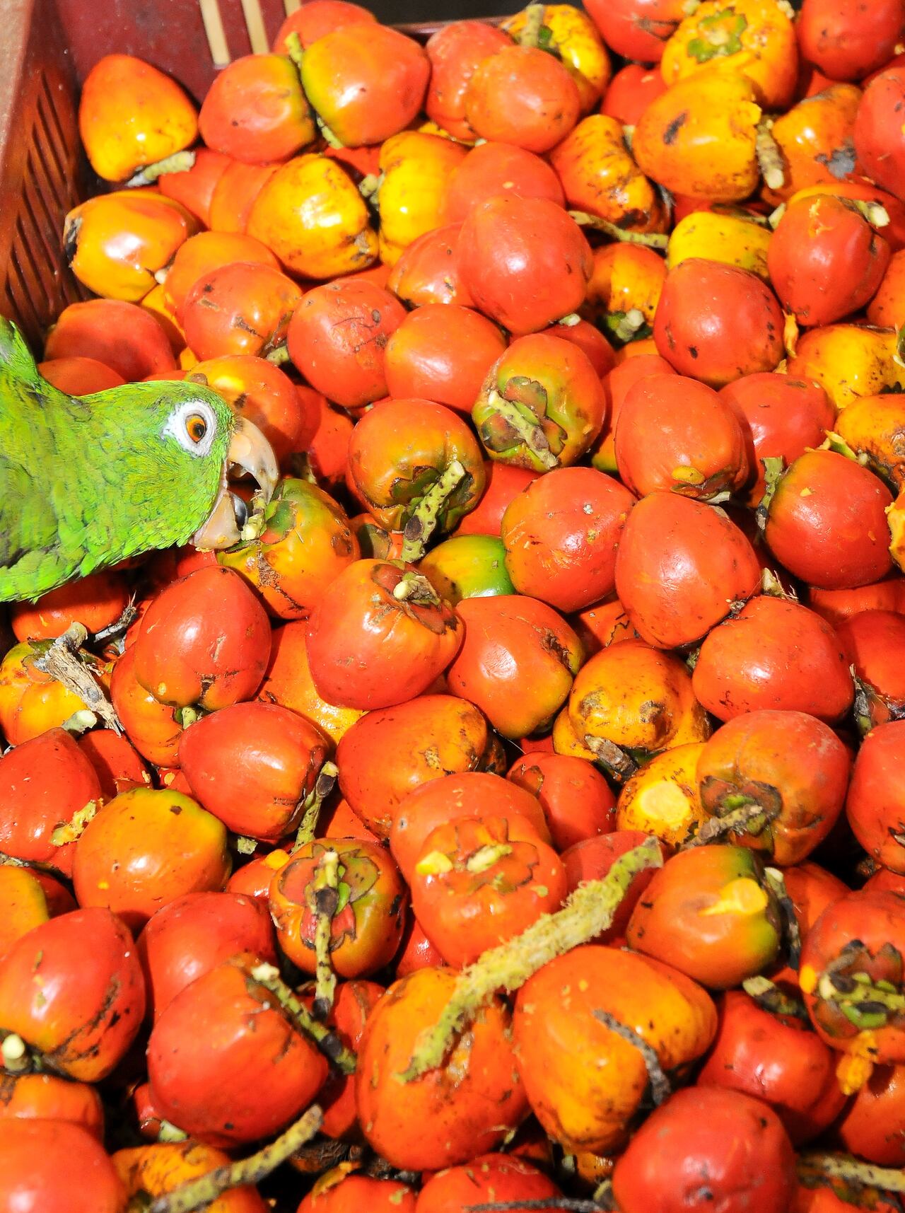Cali: Reportaje gráfico, temporada de "superpoderes afrodisíacos" en Cali. El Chontaduro en esta temporada proveniente de Putumayo, también se cultiva en los departamentos de Chocó, Cauca, Valle del Cauca. Foto José L Guzmán. El País, feb 16-24