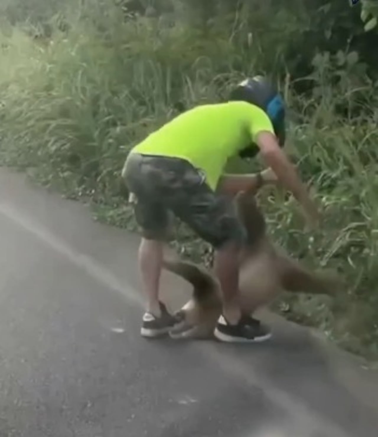 Oso perezoso estresado atacó al sentirse amenazado en medio de la vía