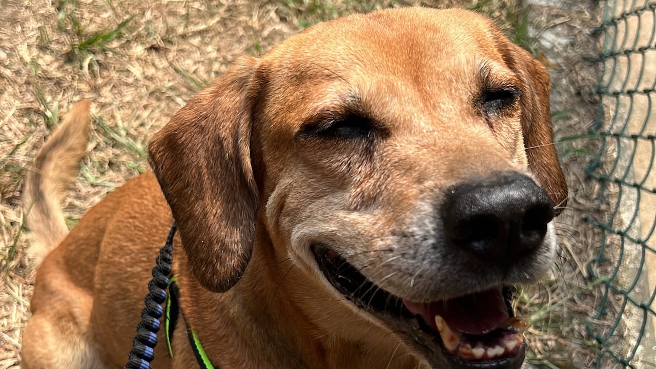 Así avanza la recuperación de Mateo, mascota rescatada en el incendio de El Guabal.
