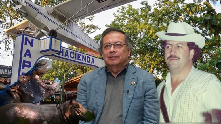 Del Magdalena Medio a la India: el plan para trasladar a los hipopótamos de Escobar.