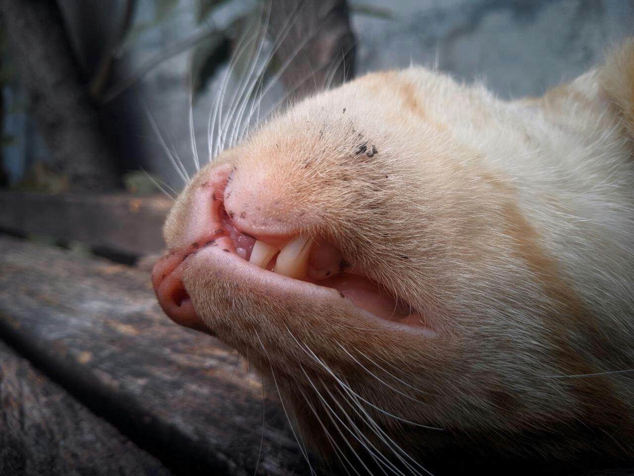 La colaboración con su veterinario y la atención preventiva son las claves para mantener una buena higiene bucal en los gatos.