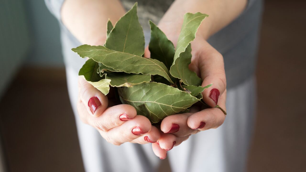 En medio del mundo esotérico y las prácticas de la superstición, el laurel emerge como un ingrediente poderoso, supuestamente capaz de influir en el destino de quienes lo poseen en forma de amuleto.