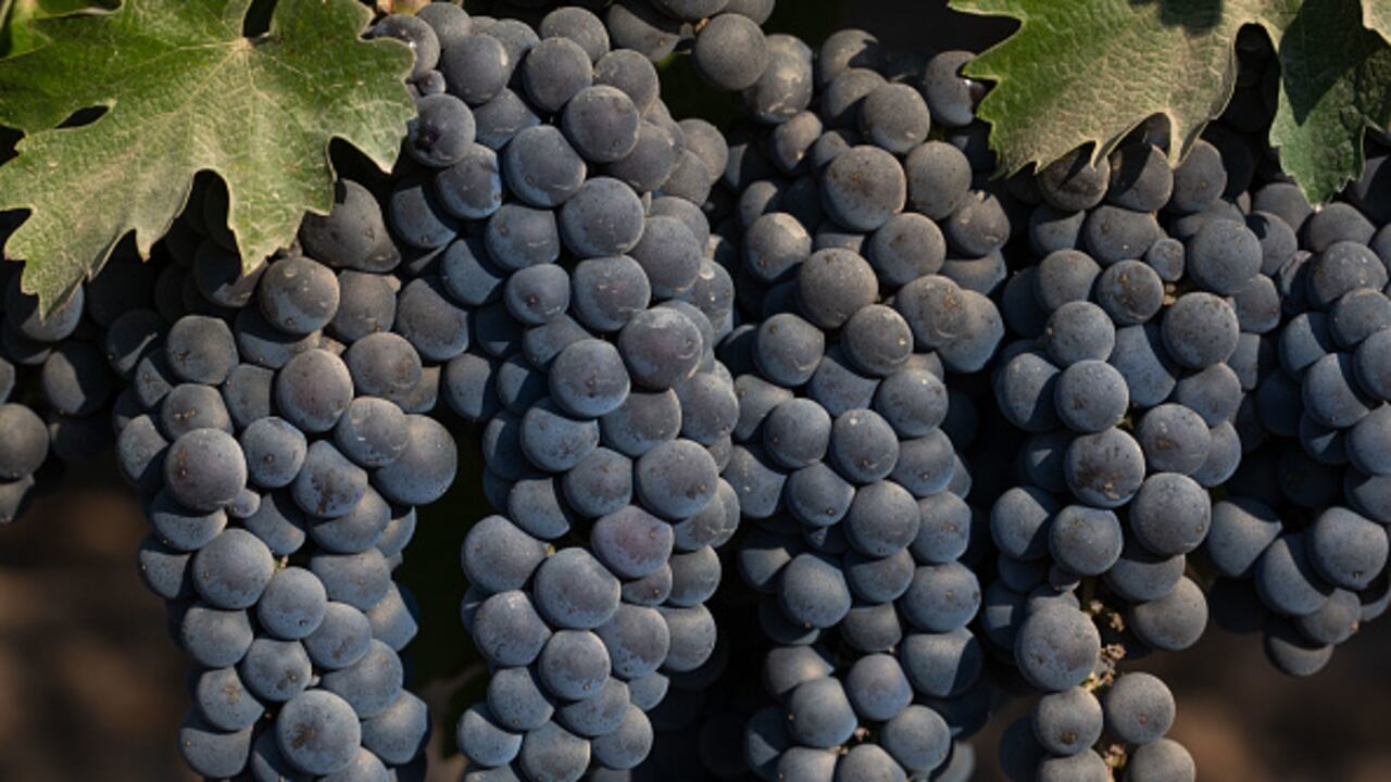 Uno de los productos que se ha aconsejado, son las frutas de color oscuro como la uva negra, así como los arándanos, ya que son ricos en antioxidantes. (Photo by George Rose/Getty Images)