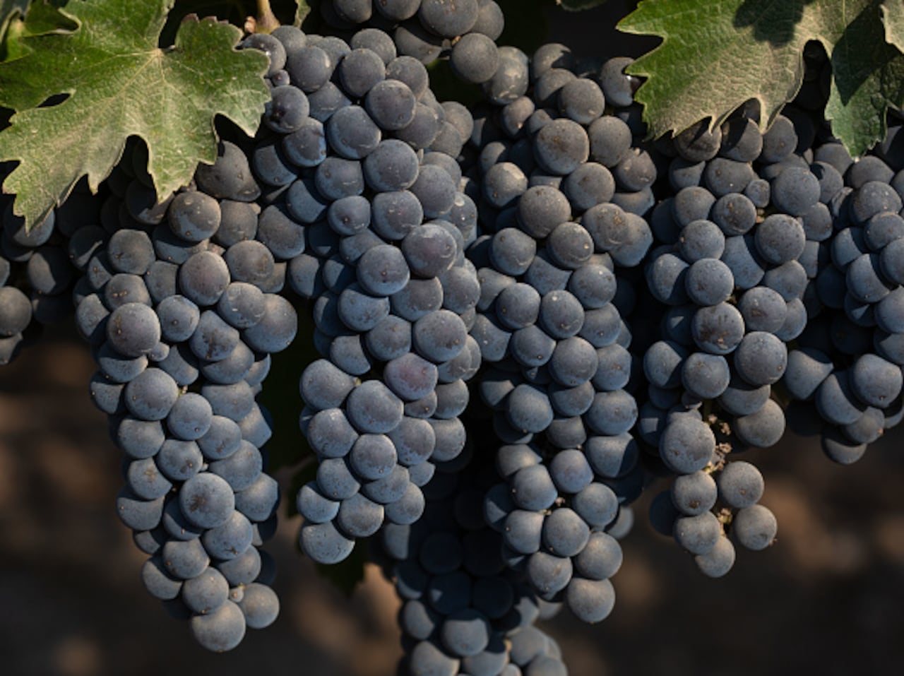 Uno de los productos que se ha aconsejado, son las frutas de color oscuro como la uva negra, así como los arándanos, ya que son ricos en antioxidantes. (Photo by George Rose/Getty Images)