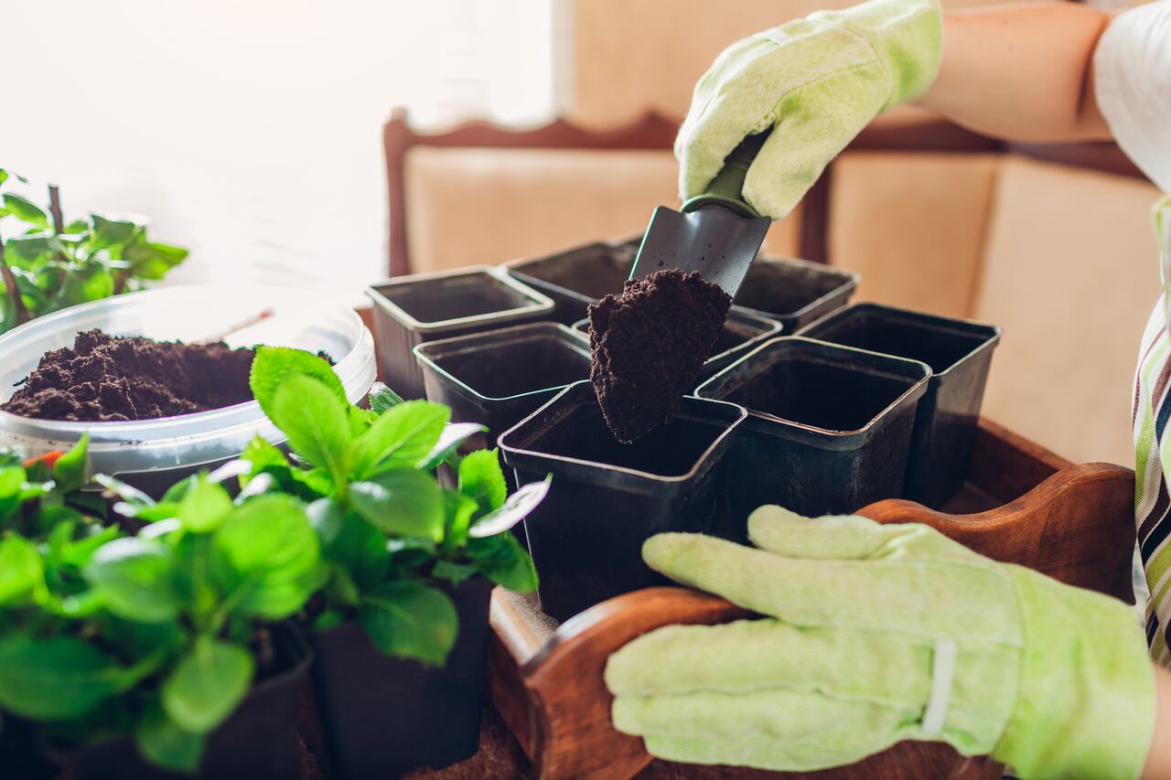 La magia de los agapantos: ¿Cómo convertir un solo ejemplar en un jardín rebosante de vida? La búsqueda de respuestas lleva a los jardineros a explorar nuevas técnicas de propagación.