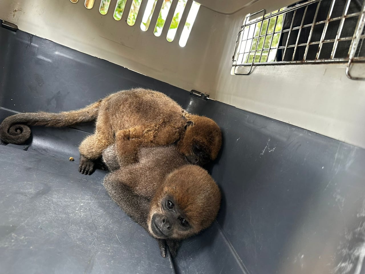 Policía Nacional rescata nueve ejemplares de especies protegidas en zona rural de Calima