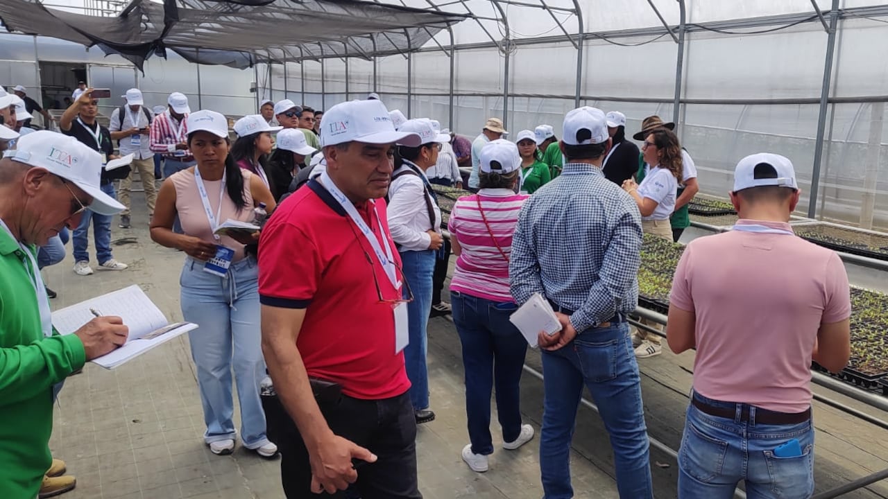 Productores caucanos exhiben frutos de mango, piña, aguacate Hass y lima ácida Tahití, catalogados como de alta demanda en mercados europeos como el italiano, en el marco de la agenda de intercambio empresarial.