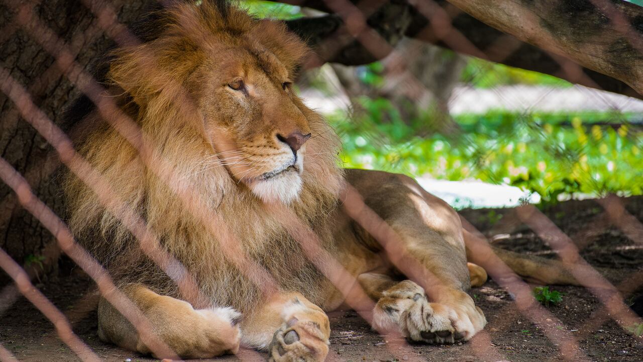 El sujeto saltó la reja que separa a los leones del público. Fue atacado por los tres felinos.