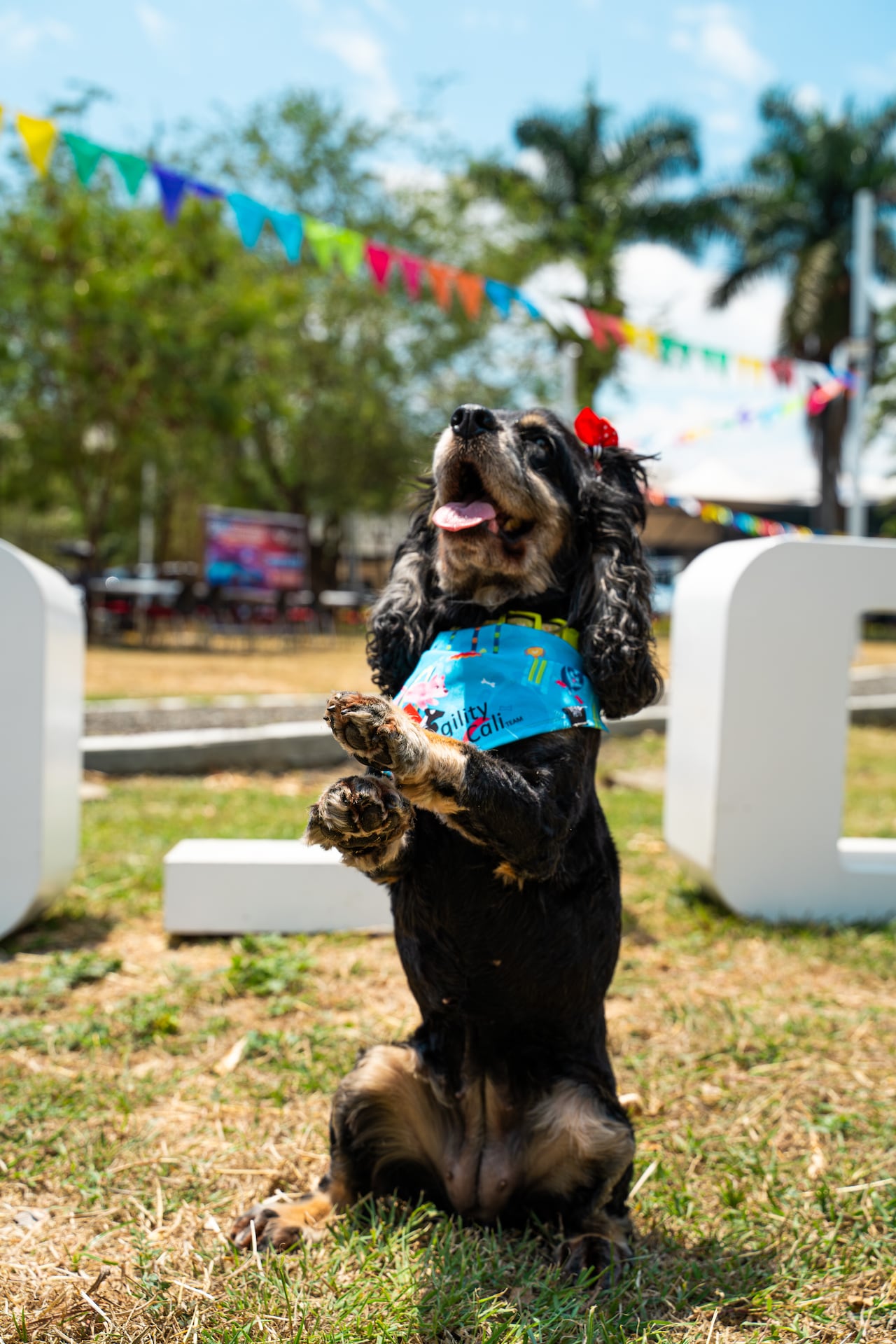 La zona Expomotor Fun contará con espacios pet friendly e incluirá competencias caninas de agility durante la jornada del domingo.