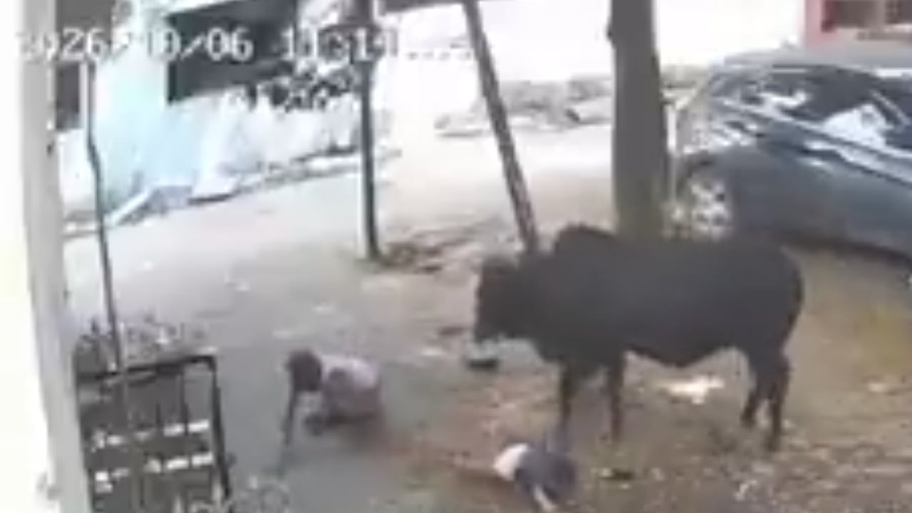 La grabación permitió identificar los momentos en que el menor cayó al suelo y el adulto intentó mantener al animal alejado.