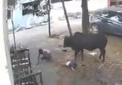 La grabación permitió identificar los momentos en que el menor cayó al suelo y el adulto intentó mantener al animal alejado.