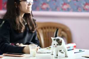 ¿Cuáles son las técnicas recomendadas para lograr la obediencia de un gato mediante el adiestramiento?