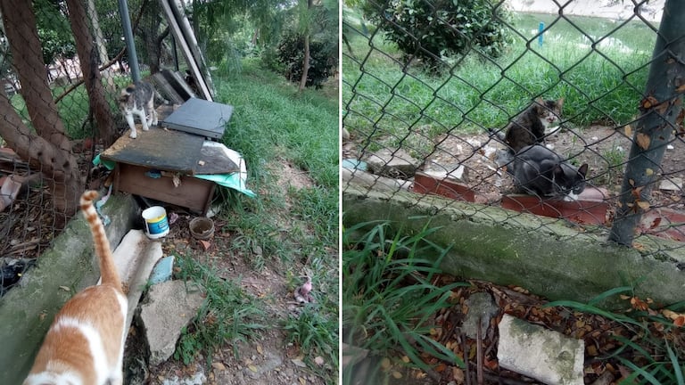 El reciente incendio bajo el puente de la Carrera 28C con Avenida Simón Bolívar encendió nuevamente las alarmas de vecinos y protectores de animales por las condiciones del lugar y la presencia de gatos que viven en la zona.