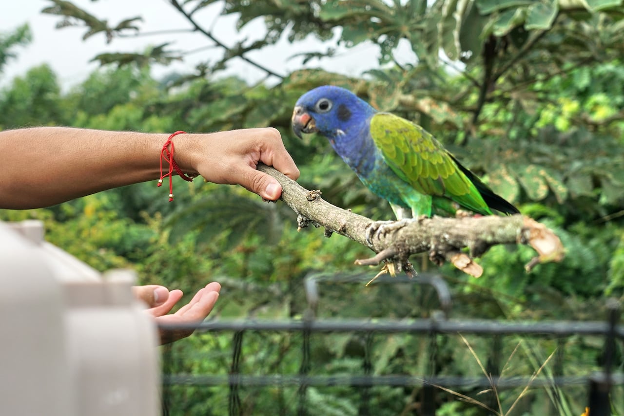 Personal del Hogar de Paso del Dagma, realiza la liberación de varias especies de fauna, entre aves, mamíferos y reptiles, en el Ecoparque de la Biodiversidad COP16. Estos animalitos hicieron parte del programa de rehabilitación, por varios meses, hasta conseguir su recuperación total, para ser liberados. Este año han ingresado al hogar de paso del Dagma 2010 animales silvestres para su valoración y cuidado, y se han liberado 739. Foto Jorge Orozco.