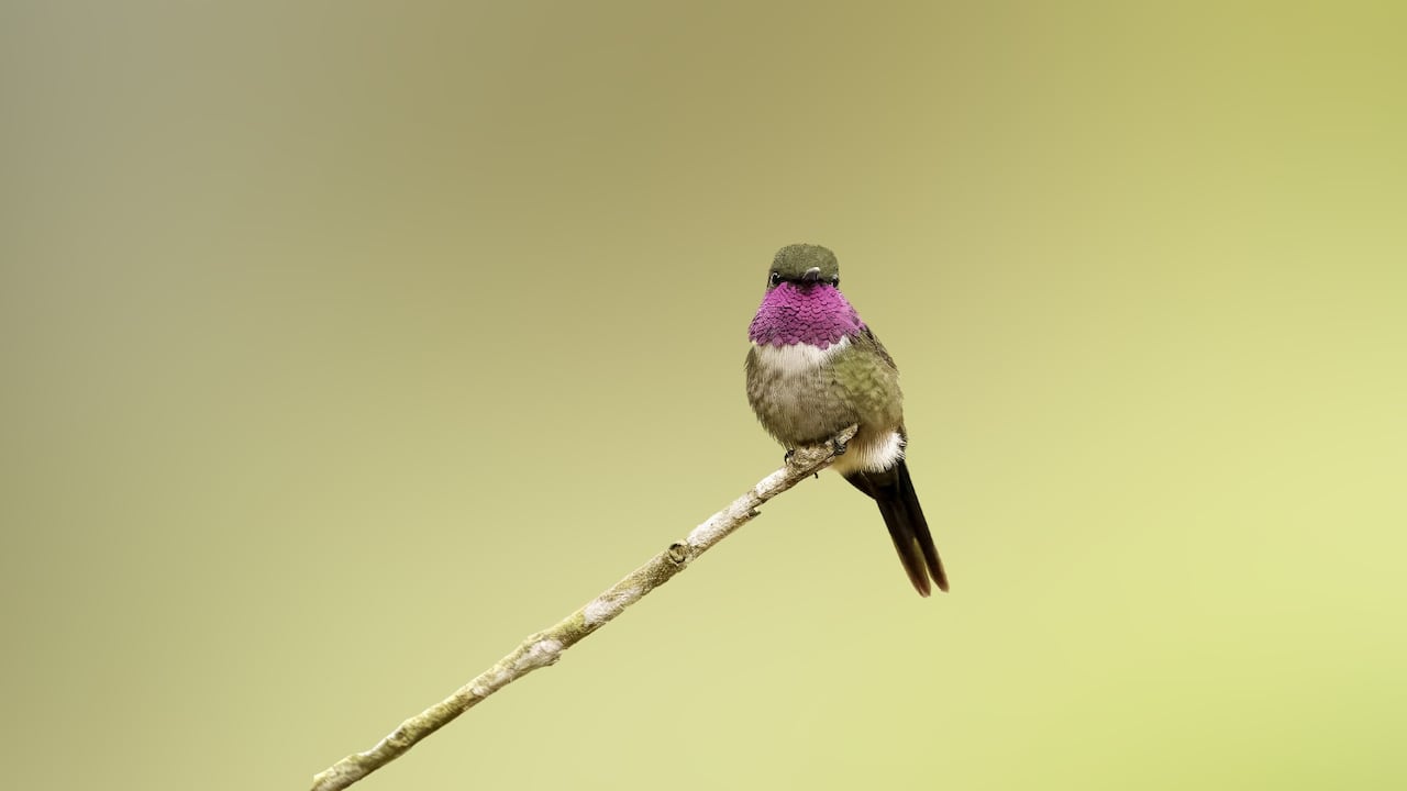 Cali realizará el simposio ‘Aves de Cali’ el próximo sábado 17 de octubre, con conferencias académicas, actividades culturales y jornadas gratuitas de observación de aves en el oriente de la ciudad.