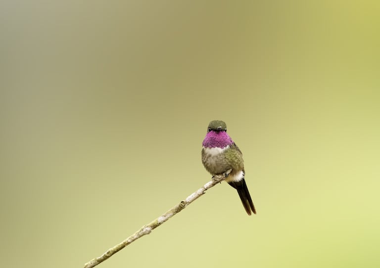 Cali realizará el simposio ‘Aves de Cali’ el próximo sábado 17 de octubre, con conferencias académicas, actividades culturales y jornadas gratuitas de observación de aves en el oriente de la ciudad.
