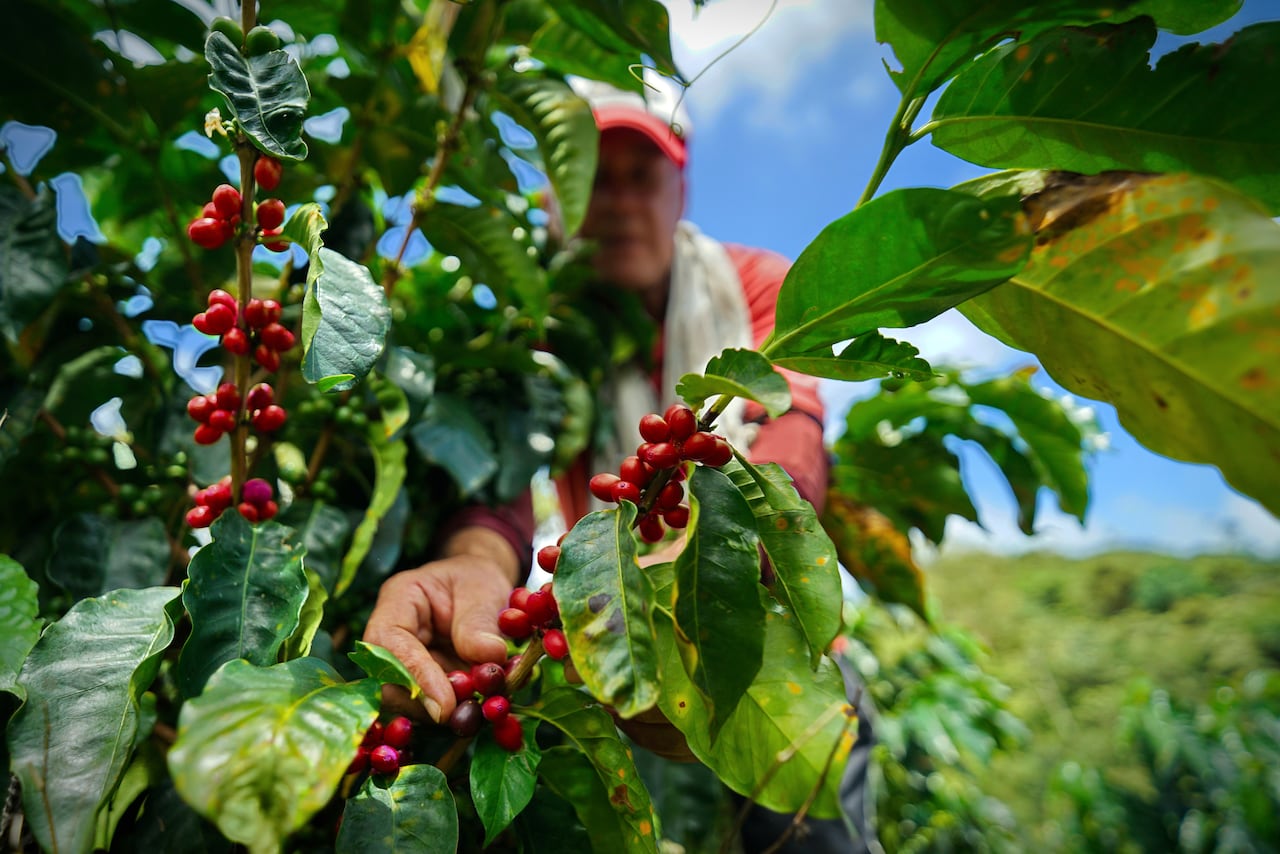 La Mesa Nacional del Café, es una iniciativa de firmantes del acuerdo de paz que reúne a más de 30 cooperativas de café provenientes de nueve departamentos de Colombia, y busca implementar distintas acciones que permitan el crecimiento de los proyectos productivos, colectivos e individuales.