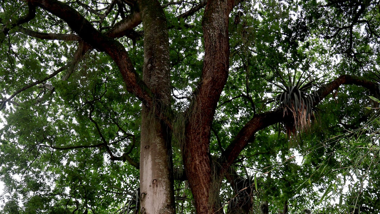 Samán y Ceiba del Parque de la Hormiga en El Limonar, Cali.