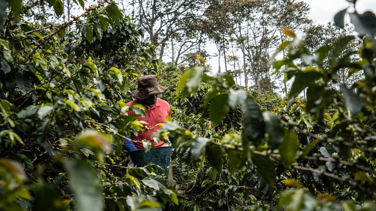 Proyectos productivos adelantados por firmantes del acuerdo de paz, excombatientes de las extintas Farc - EP, pero con prácticas amigables con el medio ambiente, no solo les ha dado la posibilidad de sobrevivir, también de contribuir al desarrollo social y económico de la región. Foto: Agencia ARN / El País