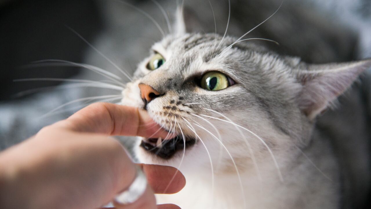 Así puede evitar que un gato muerda.