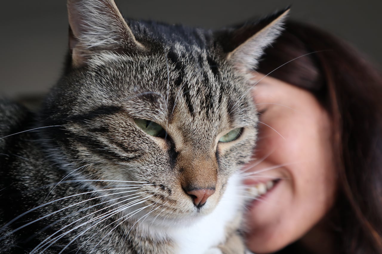 Los gatos son animales muy cariñosos.