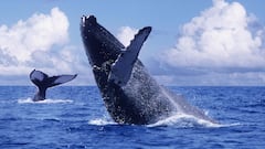 El avistamiento de ballenas es uno de los mayores atractivos del turismo en Colombia. Esta experiencia, sumada a la biodiversidad del territorio y a la apuesta por la sostenibilidad, ha sido clave para que el Valle consolide su liderazgo en el país.