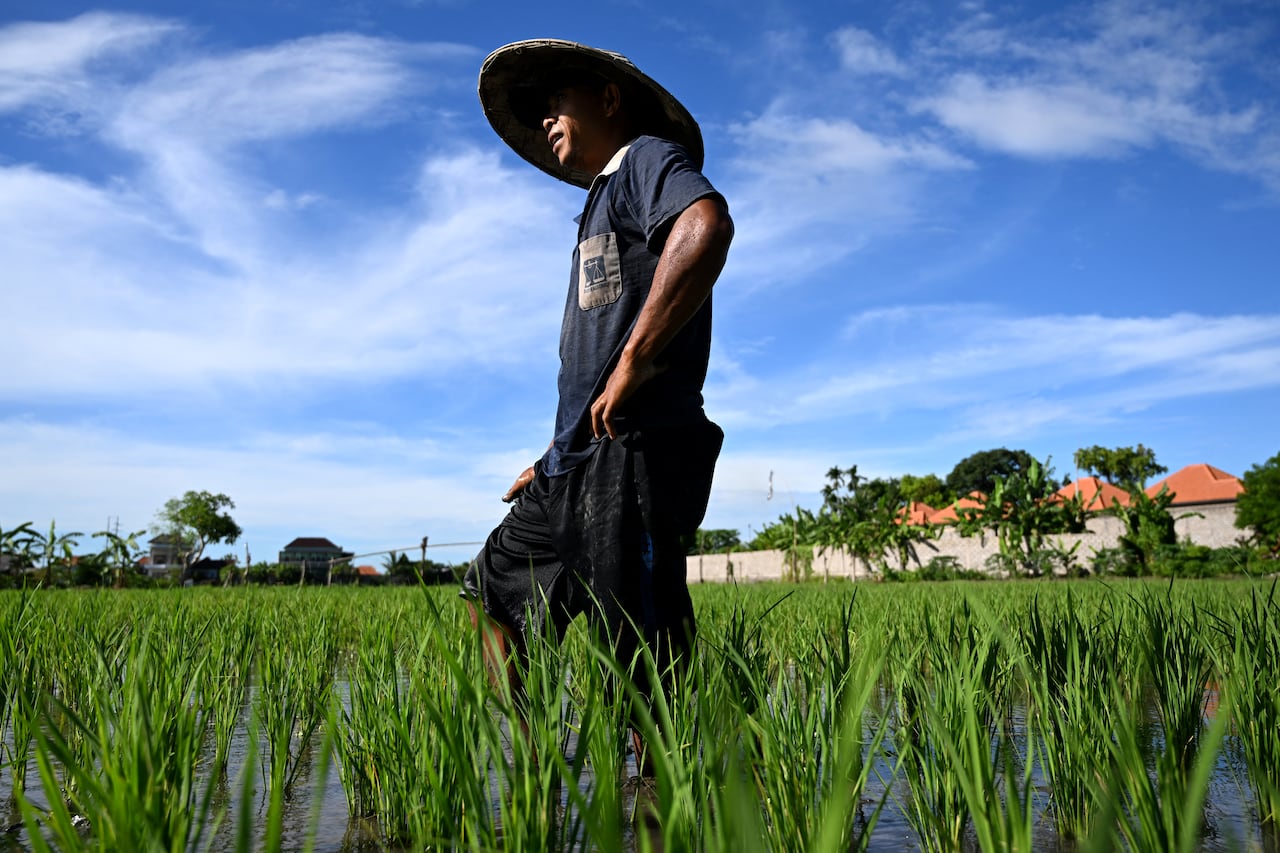 Granjeros cultivando sus campos de arroz.